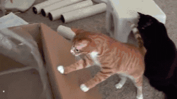 Gif de una persona armando una cama para gatos en donde el gato se mete en una caja 