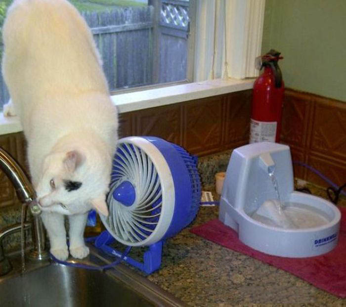 25 fotos de lógica de los gatos  (9)