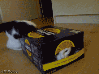 Gif de un gato metiéndose en una caja 