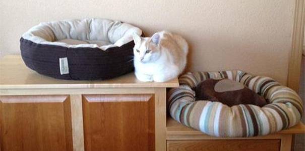 Gato acostado en medio de dos camas para gatos 