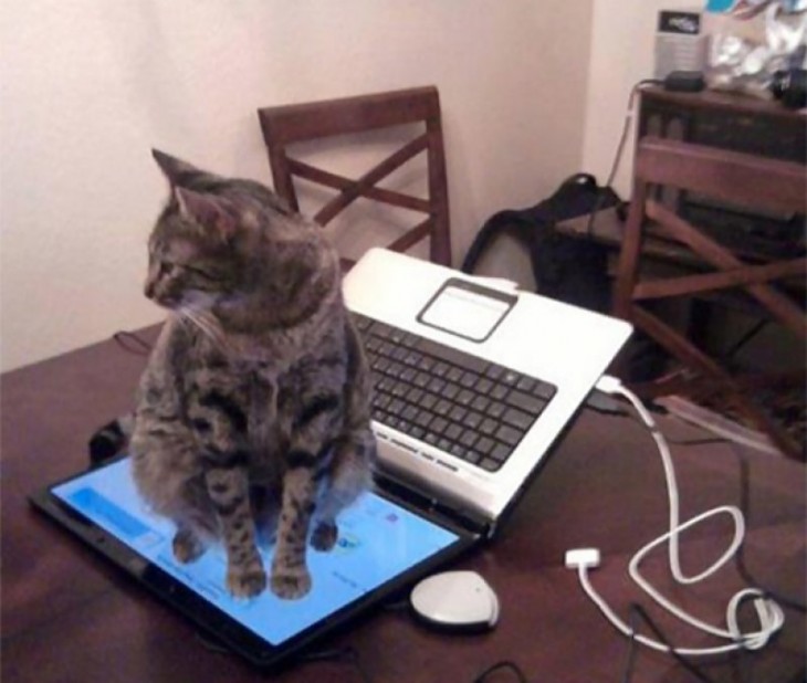 Gato sentado en el monitor de una laptop 