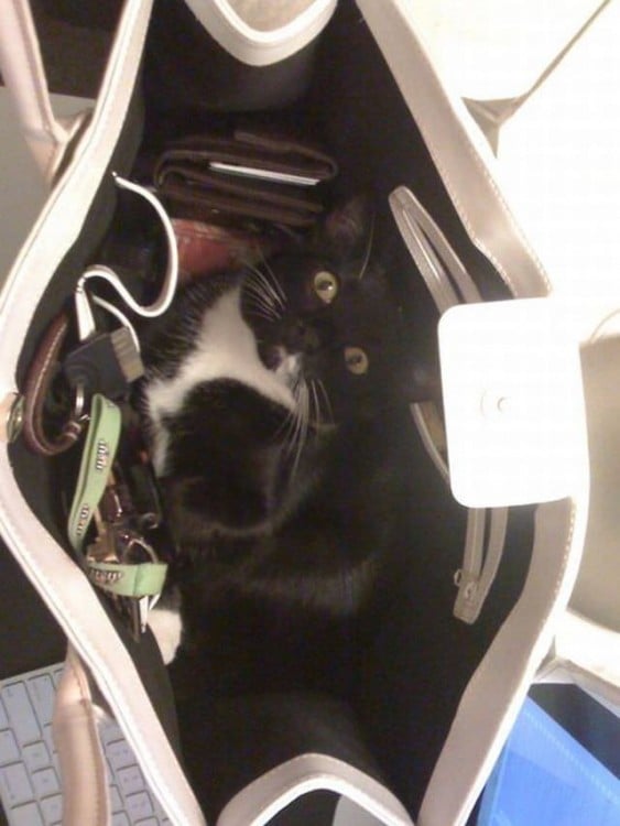 Gato en color negro metido dentro de una bolsa de mano para mujer 