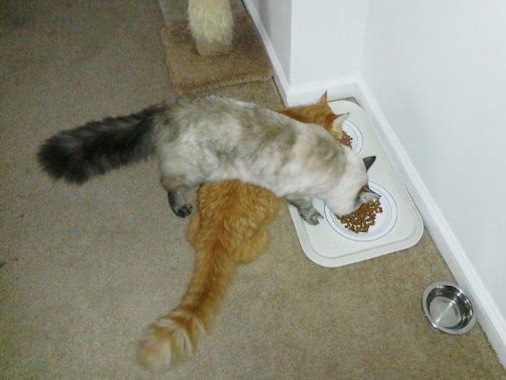 Dos gatos comiendo en sus trastes cruzado uno con el otro 
