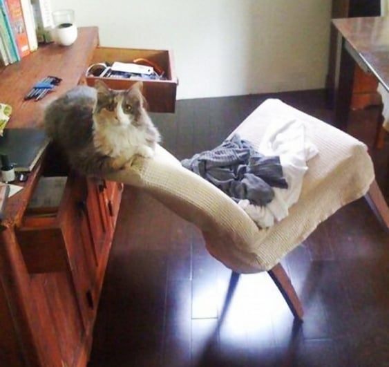 Gato antre un mueble y una silla con un buen equilibrio 