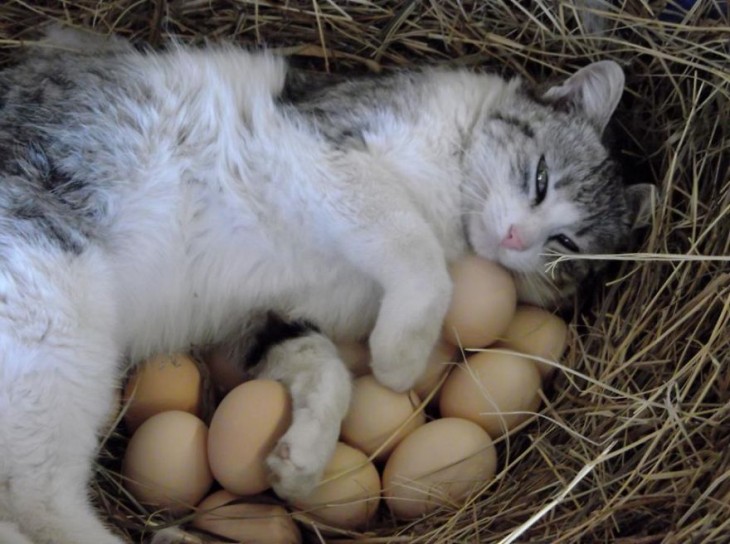 Gato acostado en una canasta con unos huevos 