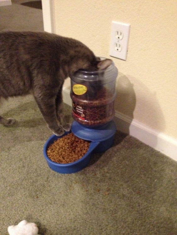 Gato comiendo dentro de su dispensador de comida 