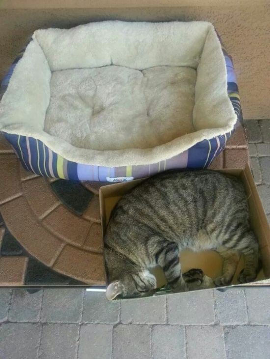 Gato acostado en una caja de cartón junto a una cama para gatos 