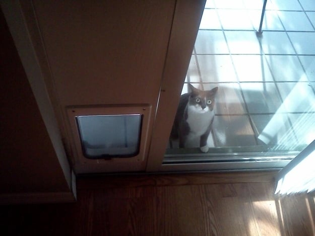 Gato detrás de una puerta de vidrio a un costado de su puerta para gatos 