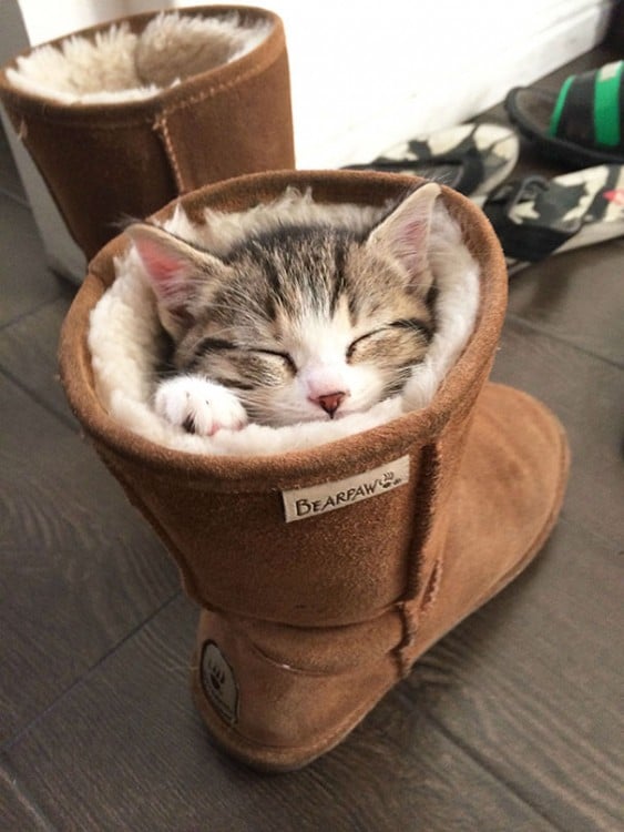 Un pequeño gato dormido dentro de una bota 