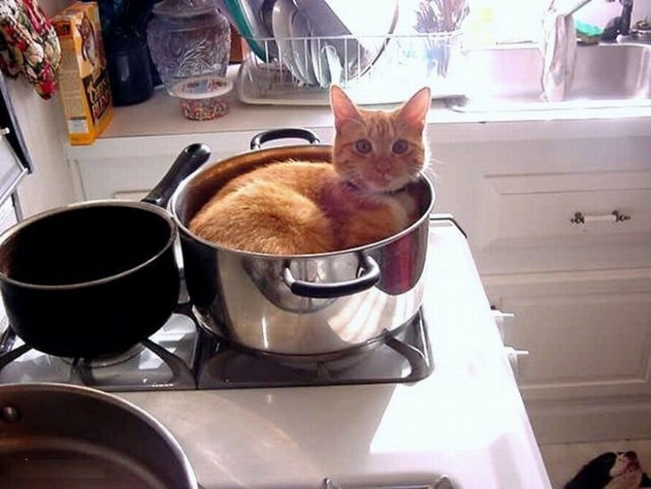 Gato acostado en un sartén sobre una estufa 