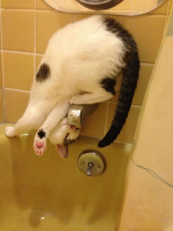 Gato sobre el grifo de una bañera volteado hacia abajo intentando tomar agua 