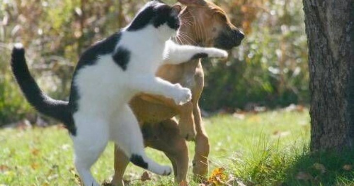 gato noquenado perro