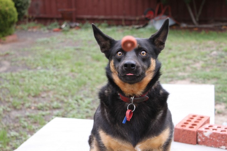 perro atrapando su premio