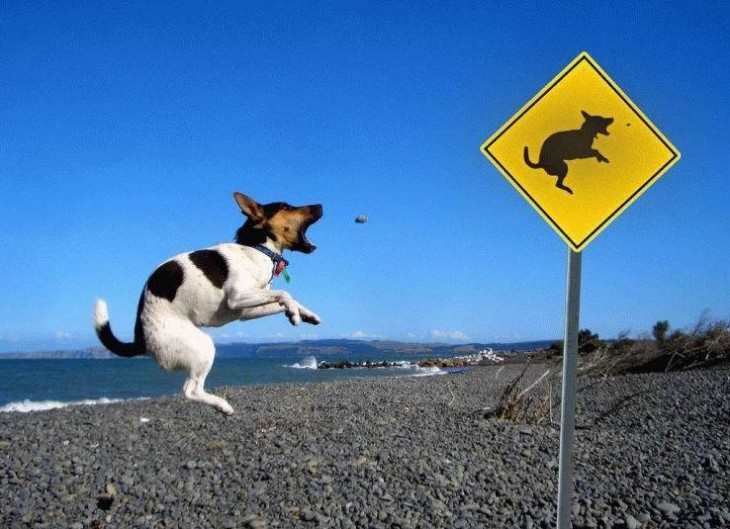 perro parece imitar señalamiento