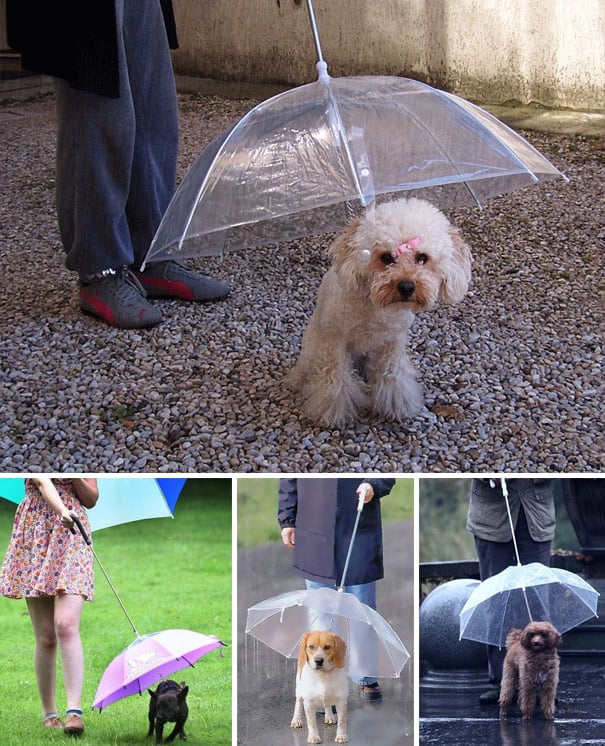 paraguas con correa para perros