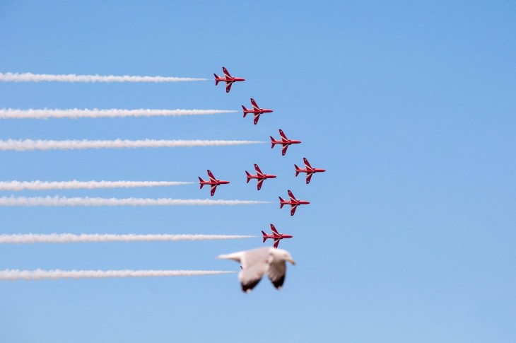 gaviota parece avion de la fuerza aerea