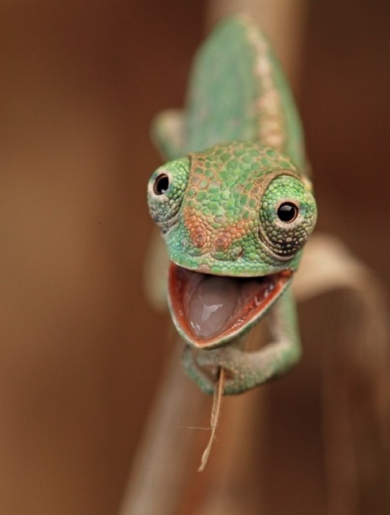 camaleon bebe feliz de ver a quien lo fotografío