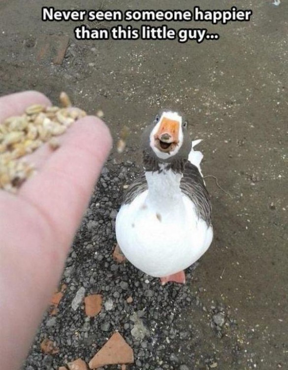 GANSO FELIZ DE VER QUE LE VAN A DAR DE COMER