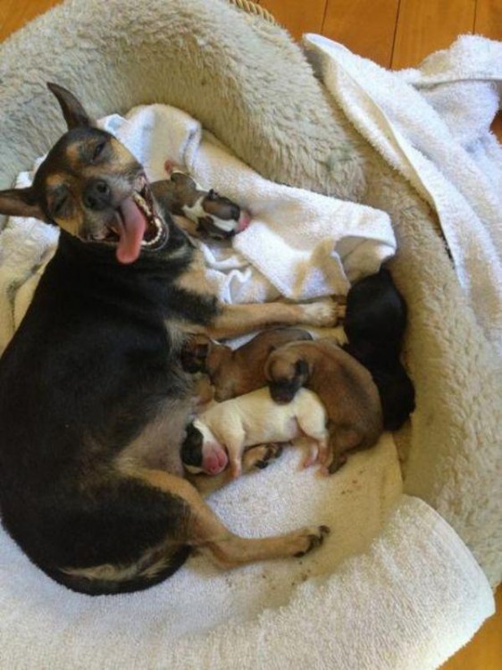 PERRITA FELIZ CON SUS PERRITOS RECIEN NACIDOS