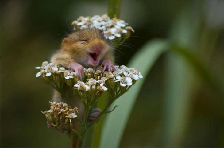 ratoncito feliz entre las plantas