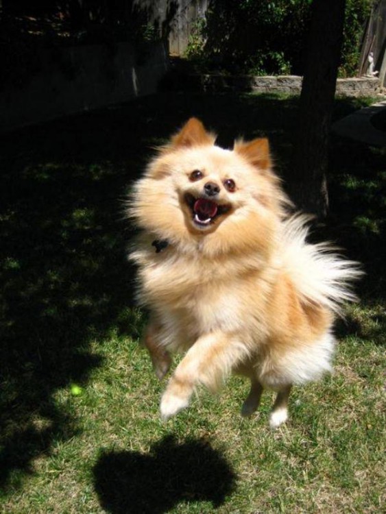 PERRITO FELIZ SALTANDO