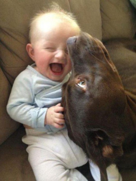 niño feliz porque el perro le hace cosquillas con su nariz