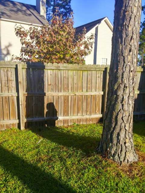 sombre de una niña escondida detrás de un árbol 