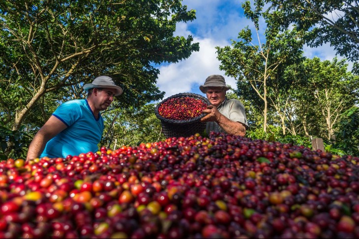 Granos de Café en Costa Rica 