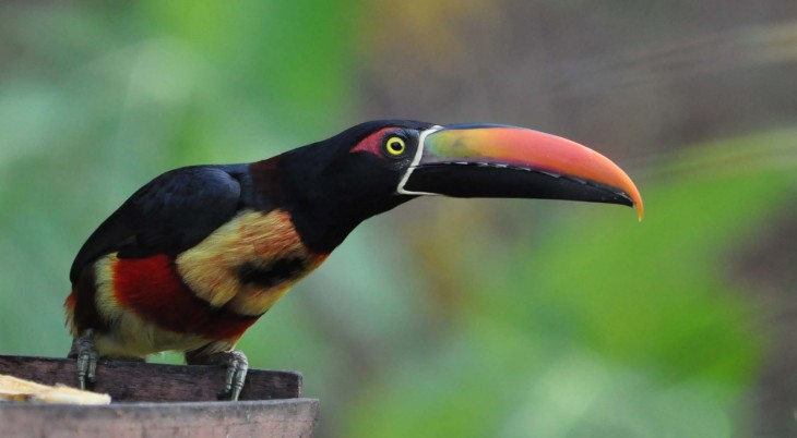 Túcan de Costa Rica 