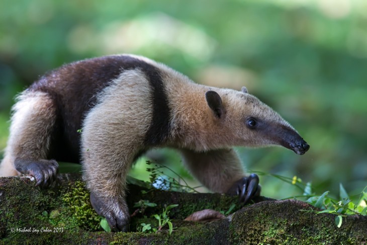 Oso hormiguero en Costa Rica 