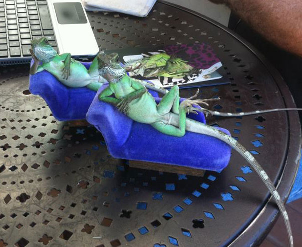 Iguanas sentadas en unos pequeños sillones sobre una mesa como si posaran para la foto 