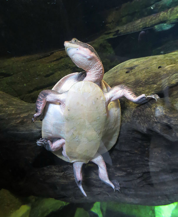 Una tortuga pegada a un vidrio que simula posar para la foto 