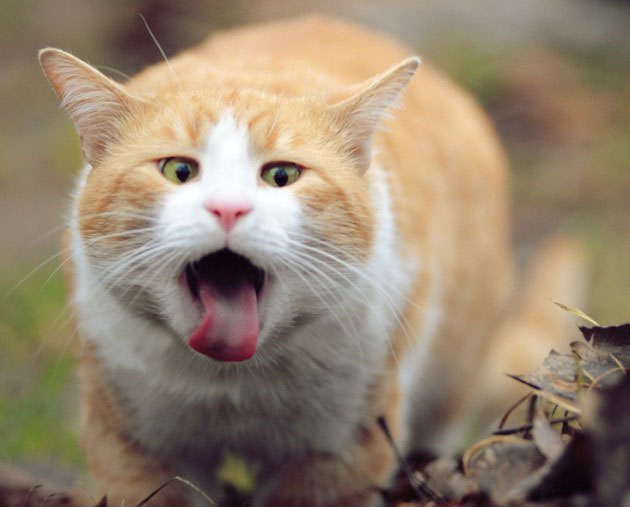 Gato sacando la lengua y viendo hacia la cámara como si posará para la foto 