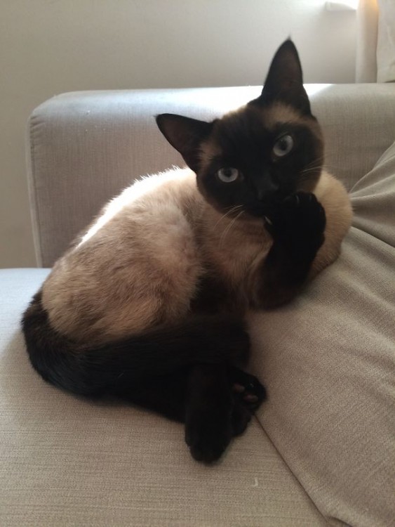 Gato sentado en un sillón con una mano en la cara posando ante la cámara 