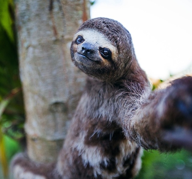 Animales posando para la foto 