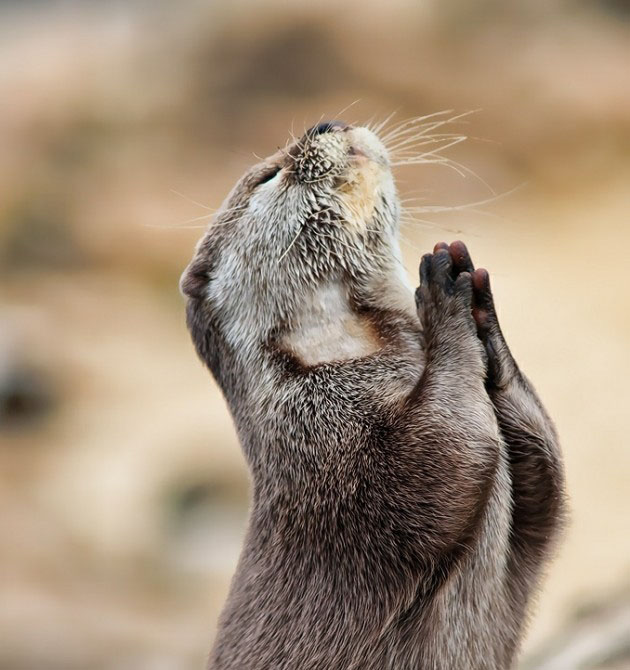 Animales posando para la foto, este animal pareciera que esta pidiendo algo a los cielos 