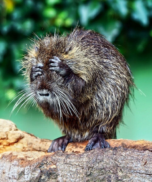 Animales posando para la foto, este animal pareciera que se esta tapando los ojos ante la cámara 