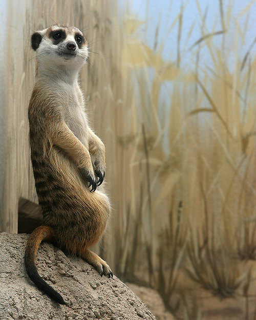 Animales posando para la foto 