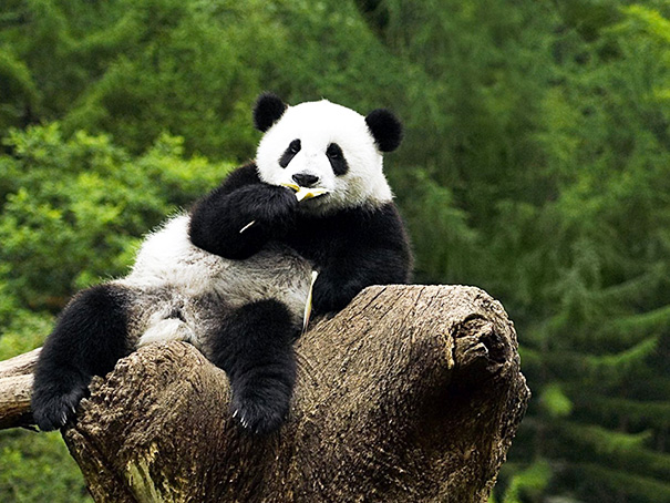 Osos panda sobre un tronco simulando que esta viendo a la cámara 