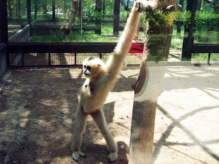 Un pequeño chango sostenido de un árbol posando para la foto 
