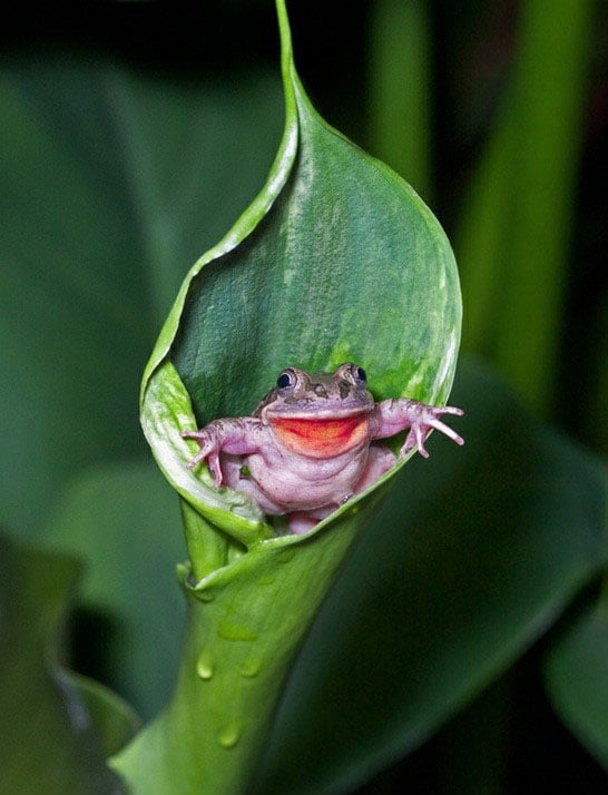 Pequeña rana que simula estar saliendo de una hoja y posa para la foto 