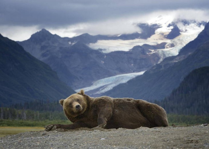 Oso acostado en el piso como si posará ante la cámara 