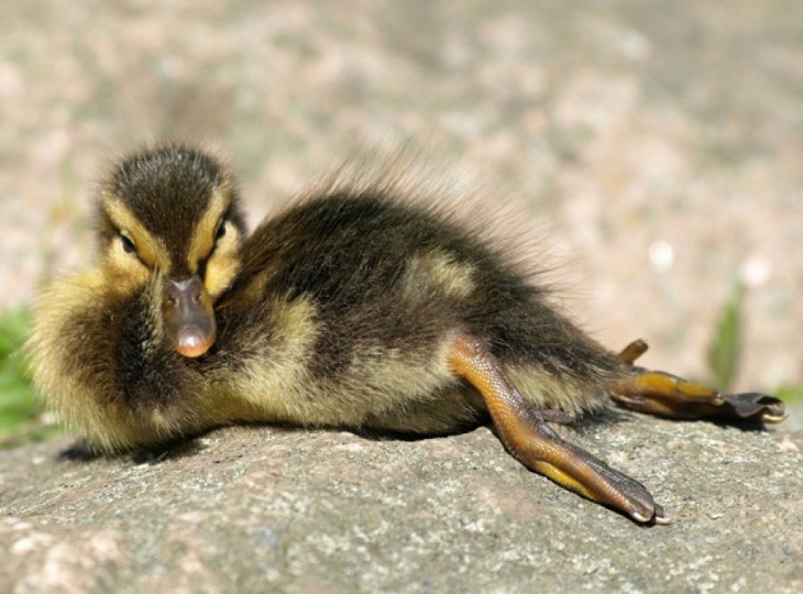 Fotografía de un pequeño pato tirado en el piso posando para la foto 