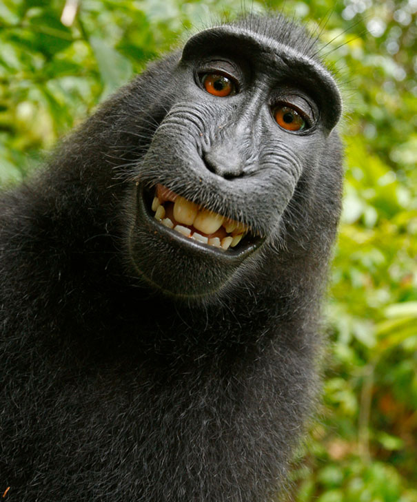 Fotografía de un chango posando para la cámara simulando que esta sonriendo 