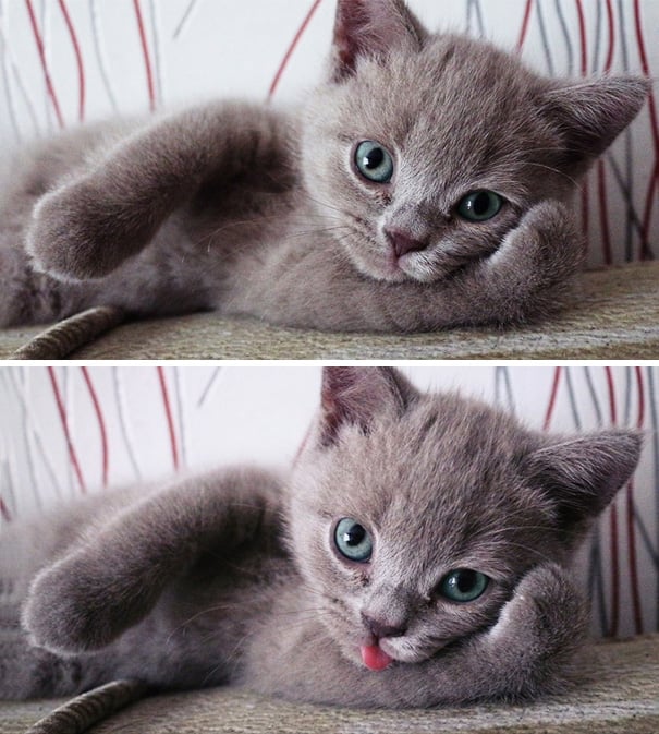 Gatito tierno que esta posando para la foto 