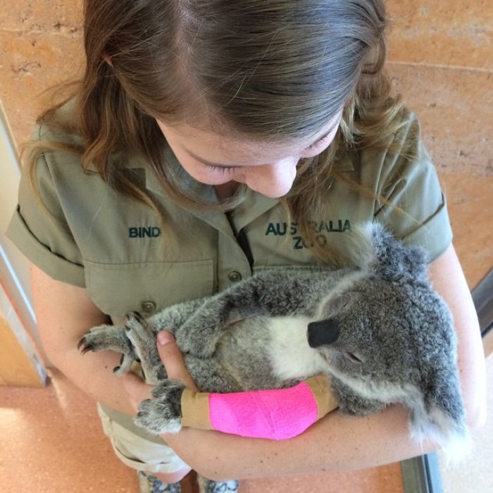 Bindi Irwin cargando en brazos a un pequeño koala lastimado de una de sus patas 