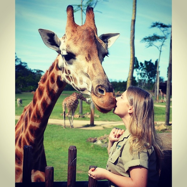 Bindi Irwin besando a una jirafa en el zoológico de Australia 