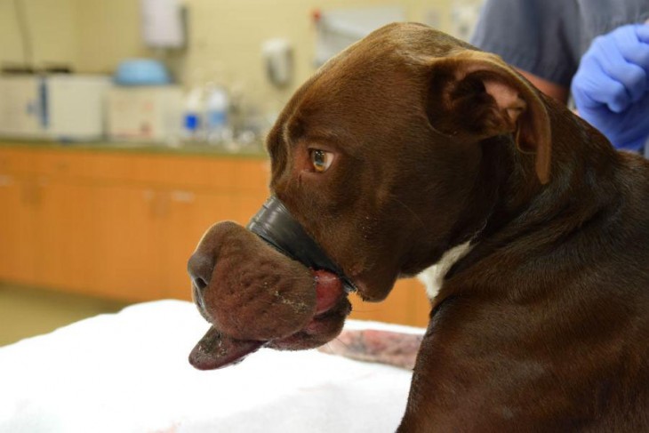 Caitlyn la perrita rescatada con cinta adhesiva alrededor de su hocico