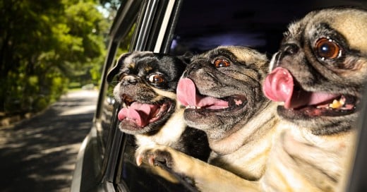 Y a quien no le gusta pasear a los perros sabiendo que aman sacar sus caras por la ventana