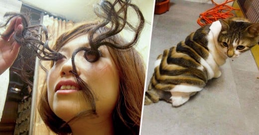 las pestañas y el corte de pelo del gato japonenes